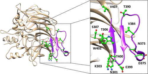 Figure 1. Localisation of the 12 residues (shown in green) associated to the 13 ClinVar VUS analysed. The protein sequence corresponding to the DMS is highlighted in purple.