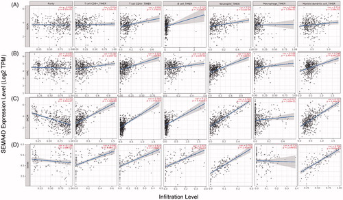 Figure 4. Correlation of Sema4D with immune infiltration level in BLCA, KIRC, SKCM, and THYM in TIMER database. (A) Sema4D expression is significantly positive correlated with the infiltration of B cells, neutrophils, and dendritic cells in BLCA. (B) Sema4D expression is significantly positive related to the infiltration of CD8+ T cells, CD4+ T cells, B cells, neutrophils, macrophages, and dendritic cells in KIRC. (C) Sema4D expression is significantly negative correlated with tumour purity, but positive correlated with the infiltrating level of CD8+ T cells, CD4+ T cells, B cells, neutrophils, and dendritic cells in SKCM, other than macrophages. (D) Sema4D expression is significantly positive related to the infiltration of CD8+ T cells, CD4+ T cells, B cells, neutrophils, and dendritic cells in THYM.