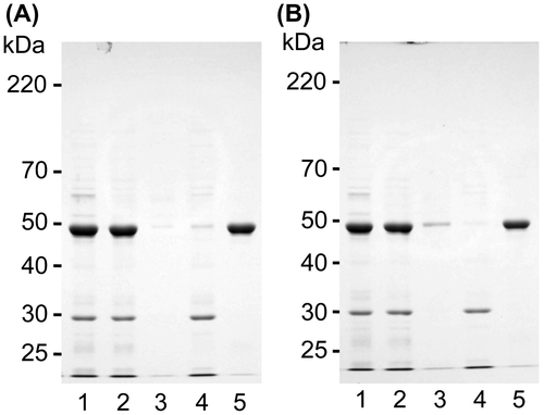 Fig. 6. Solubility changes to solubilized canavalin.