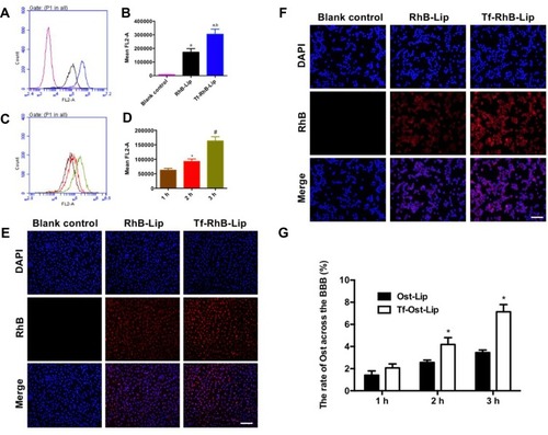 Figure 3 Cellular uptake and distribution after incubation with varying formulations. (A) Cellular uptake of hCMEC/D3 cells treated with RhB liposomes and Tf-modified RhB liposomes; (B) Quantitative analysis of fluorescence intensity; Data are presented as mean ± SD (n=3). a, vs Blank control; b, vs RhB liposomes. P<0.05; (C) Cellular uptake of hCMEC/D3 cells treated with Tf-modified RhB liposomes at different time points; (D) Quantitative analysis of fluorescence intensity; Data are presented as mean ± SD (n=3). *, vs 1 h; #, vs 2 h. P<0.05. (E) Analysis of fluorescence intensity of hCMEC/D3 cells incubated with the varying liposomal formulations by fluorescence microscopy, scale bar=100 μm (n=3). (F) Cellular uptake of SH-SY5Y incubated with the varying liposomal formulations by fluorescence microscopy in a co-culture model, scale bar=50 μm (n=3). (G) The ratio of Ost transported across the BBB in vitro (n=3). *, vs Ost-Lip. P<0.05.