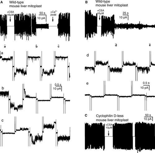 Figure 3.  Cyclosporin A inhibits the wild-type, but not the Cyclophilin D-less mitochondrial megachannel. Representative experiments. Trains of 1 sec/20 mV voltage pulses of alternating polarity, with a short interval at 0 mV between each pulse, were applied. Plots of the current amplitude, averaged over 1-sec periods, vs. time are shown. Some segments of the current record are also shown, and their position in the current amplitude vs. time plot above them is indicated (sampling rate: 5 KHz; filter: 1 KHz). Additions as indicated. [KCl]: 125 mM. (A),(B): liver mitoplasts from wild-type mice. (C): from a CypD− mouse.