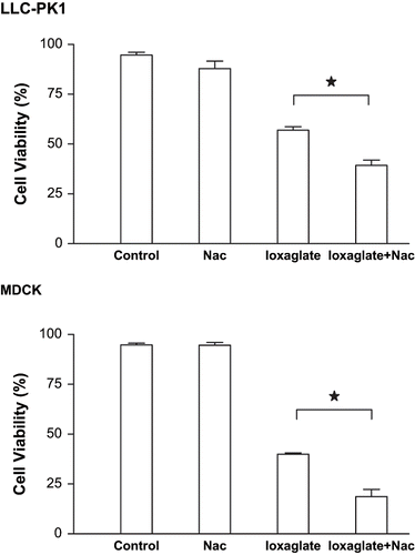 Figure 6. Viability of LLC-PK1 and MDCK cells performed by violet crystal for assessment of NAC effects. Briefly, cell lines cultivated 96-well culture microplate was exposed to ioxaglate (10%, 32 mg of iodine per mL) for 24 hours (ioxaglate) and to NAC (50 μM) for 48 hours (NAC). Additionally, ioxaglate (10%) was added 24 hours after the incubation with NAC and cells were kept in culture during the next 24 hours, totaling the whole period 48 hours (ioxaglate + NAC). After this period, 20 μL of a solution containing 30% acetic acid and 1% violet crystal were added to each well and incubated for 15 minutes. The plate was washed and left to dry at 37°C before receiving 100 μL of methanol per well. Absorbance was measured at 570 nm on a microtiter plate reader. Data are expressed in mean percentage ± SEM. The stars mean statistic difference between the bars.