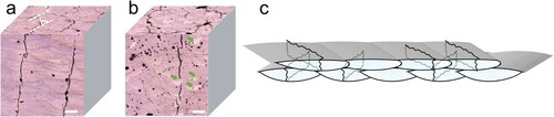 Figure 4. Optical isometric macrographs of (a) Sample 7075-b, and (b) Sample 7075-Er-b. (c) The schematic illustration of the crack distribution corresponding to the layer-by-layer 67° rotation scanning strategies. Scale bar in a and b is 100 μm. An approximate 70° angle between neighbouring cracks is marked by the dashed line in a. Green arrows indicate the bright molten pools with fewer defects.