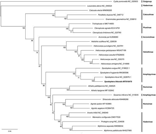 Figure 1. Phylogenetic tree of 30 species based on 13 concatenated mitochondrial protein-coding genes. Cydia pomonella was used as an outgroup.