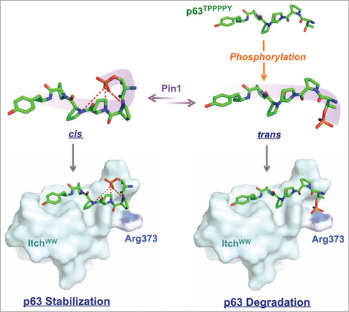 Figure 1. The local structural configuration of the cis isomer, with the phosphate group twisted away from favorable interactions with the WW domain to favor self-interactions with the peptide's own amides, restrains Itch binding leading to p63 stabilization against subsequent ubiquitylation. The trans conformation exposes the negatively charged phosphate group for stabilizing interactions with a conservedCitation7 basic arginine complement within the WW domain.