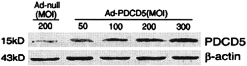 Figure 3. Western blot analysis of kinetics of PDCD5 protein expression in RA FLS following infection with Ad-PDCD5 for 36 hours.