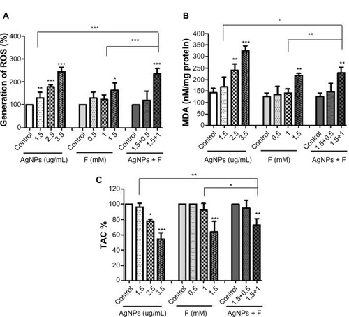 Figure 2 Induction of ROS and MDA along with reduction of TAC by AgNPs and F co-exposure in CRL-2014 cells. (A) CRL-2014 cells exposed simultaneously to both AgNPs and F produced significantly higher levels of ROS compared to control cells and AgNPs- and F-treated cells, respectively; (B) CRL-2014 cells exposed simultaneously to both AgNPs and F produced significantly higher levels of MDA compared to control cells and AgNPs- and F-treated cells, respectively; (C) CRL-2014 cells exposed simultaneously to both AgNPs and F produced significantly lower levels of MDA compared to control cells and AgNPs- and F-treated cells, respectively.Notes: *P<0.05; **P<0.01; ***P<0.001.Abbreviations: AgNPs, silver nanoparticles; F, fluoride; MDA, malondialdehyde; ROS, reactive oxygen species; TAC, total antioxidant capacity.