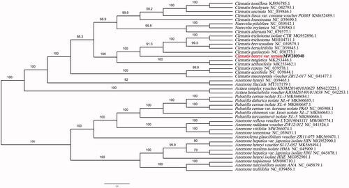 Figure 1. Phylogenetic tree showing the relationship between Clematis henryi var.ternata and 41 Ranunculaceae species. Phylogenetic tree was constructed based on the complete chloroplast genomes using maximum likelihood (ML) with 5000 bootstrap replicates. Numbers in each the node indicated the bootstrap support values.