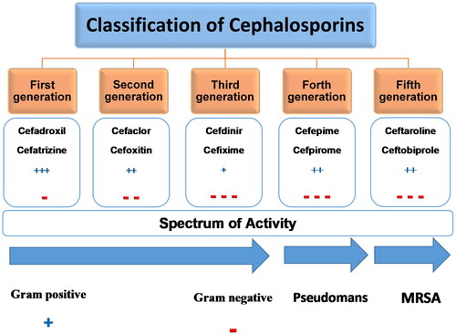 Figure 3. The classification of cephalosporins based on their generations and spectrum of activity.