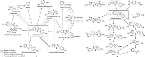 Figure 3. Proposed degradation pathways for SMX and its metabolites. (a) Under simulated solar (source [Citation148]:); (b) under UV/CoFe2O4/TiO2 (source [Citation150]:)
