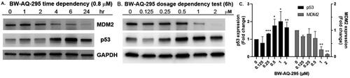 Figure 3. Western blot showed the downregulation of MDM2 and upregulation p53 by BW-AQ-295 in time- (A) and dosage-dependent fashions (B) in EU-1 leukaemia cells. GAPDH was probed as the loading control. (C) Relative quantification analysis of the dose-dependency of the Western-blot results of BW-AQ-295 (n = 3, mean ± SD, data is shown as fold changes compared to the vehicle control group after normalisation by GAPDH, *p < 0.05, **p < 0.01, ***p < 0.001).