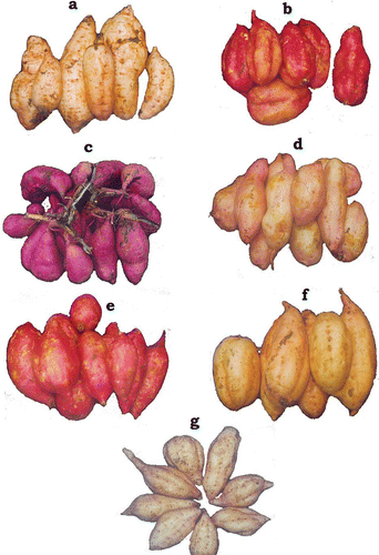 Figure 1 Different varieties of sweet potato tubers used in the study: (a) 362-7; (b) CO3-4; (c) SI 60; (d) Sree Arun; (e) SV 280; (f) SV 98; (g) Sree Varun. (Color figure available online.)