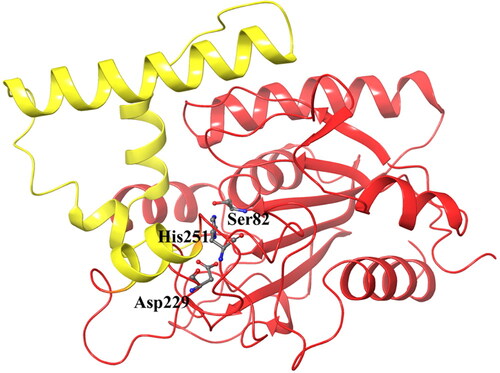 Figure 2. The structure of Pseudomonas aeruginosa lipase with the catalytic triad in stick model and the four alpha-helices of the cap domain indicated in yellow.