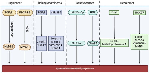 Figure 10. The mechanism of EMT in cancer.