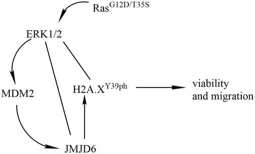 Figure 7. Diagram was made to explain how Ras-ERK1/2 and JMJD6-MDM2 regulate H2A.XY39ph.