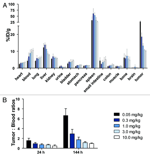 Figure 2. Biodistribution of 89Zr-RG7116 at 144 h as determined by ex vivo analysis (A). Tumor: blood ratios (B) were calculated for the different doses used in the dose-escalation biodistribution study at 24 and 144 h after tracer injection.