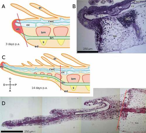Figure 3. Sagittal sections of arms of A. mediterranea during regeneration. The distal end of the regenerate is on the left in both cases. (A, B) 3 days p.a. (early regeneration) ((A) schematic drawing). (C, D) 14 days p.a. (advanced regeneration) ((C) schematic drawing). Staining of B and D: crystal violet and basic fuchsin. Abbreviations: A, aboral side; ab, apical blastema; bm, brachial muscle; bn, brachial nerve; bo, brachial ossicle; cc, coelomic canals; D, distal side; ed, epidermis; li, ligament; O, oral side; P, proximal side; pi, pinnula; rwc, radial water canal. Red lines mark the planes of amputation. A and C made with GIMP.