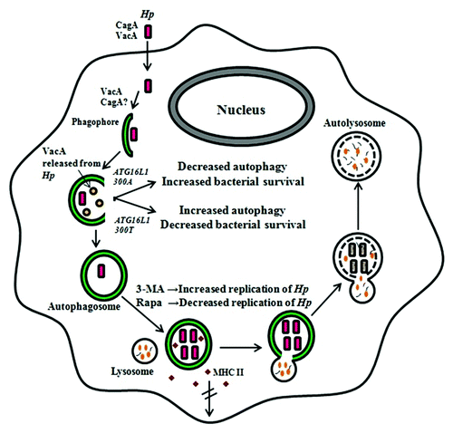 Figure 3.H. pylori-associated autophagy in professional phagocytes. In professional phagocytes such as monocytes, macrophages and BMDCs, internalized bacteria are able to multiply inside the autophagosome. VacA and probably CagA are involved in this process. Bacteria are eventually degraded in the autophagic vesicles. Bacteria inhibit the transport of major histocompatibility complex class II molecules to the cell membrane in wild-type, but not in TLR2- and TLR4-deficient BMDCs. In PMBCs, the ATG16L1300A risk variant for Crohn disease is associated with decreased autophagy, leading to increased bacterial intracellular survival and the individual’s increased susceptibility to H. pylori infections. The events depicted however do not discount the possibility that H. pylori induces LC3-associated phagocytosis (LAP) rather than canonical autophagic pathways. 3-MA, 3-methyladenine; Hp, H, pylori; MHC, major histocompability complex; Rapa, rapamycin; the double-crossed arrow indicates blocking.