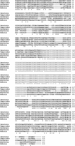 Figure 6 Nucleotide sequence comparison of the ITS 1, 5.8S and ITS 2 regions of the rDNA in Erythrina crista-galli, Tamarindus indica, Dalbergia sissoo, Ceratonia siliqua and Robinia pseudoacacia. In normal type nucleotide sequence of 5.8S rDNA; in bold type nucleotide sequence of ITS 1 and ITS2.