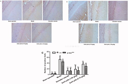 Figure 7. Effects of Erzhi pills on the expression of Aβ1–40 and p-tau404 in hippocampus of AD model rats induced by ovariectomy as well as d-galactose and Aβ1–40 injection. (A) The effect of Erzhi pills on Aβ1–40 expression in hippocampus CA1 area of AD rats (IHC, 200×). (B) The effect of Erzhi pills on p-tau404 expression in hippocampus CA1 area of AD rats (200×). (C) The expression of Aβ1–40 and p-tau404 Positive cells in hippocampus CA1 region of AD rats. ##p < 0.01, vs. Sham-operated group; **p < 0.01, vs. model group. Mean ± SD, n = 6.