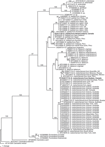 Fig. 5. The 10001st Bayesian tree inferred from ITS1 rDNA sequence under GTR+G model (lnL = 2329.3086; freqA = 0.1895; freqC = 0.2557; freqG = 0.2933; freqT = 0.2614; R(a) = 0.6018; R(b) = 4.0381; R(c) = 1.6271; R(d) = 0.3558; R(e) = 2.5265; R(f) = 1; Pinva = 0; Shape = 0.4198). Posterior probability values exceeding 50% are given on appropriate clades.