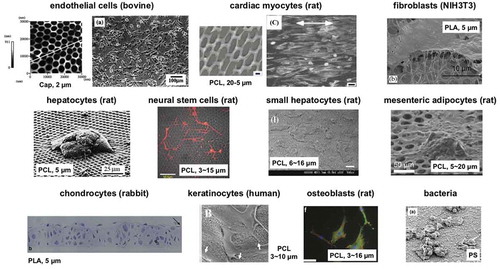 Figure 16. Honeycomb films for cell culturing substrates. PLA stands for polylactic acid. Reproduced with permission from [Citation131] (Copyright American Chemical Society and Elsevier).