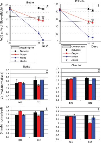 Figure 4. Cs and Sr behavior during reoxidation. (A and B) Fe(II) concentration as % of total extractable Fe during oxidation of biotite and chlorite respectively. (C and D) Cs concentrations in solution normalized to the concentrations in abiotic controls (where a value of 1 shows that both concentrations are equal, < 1 shows that there is less Cs in solution in the experiment compared to the abiotic control, and > shows that there is more Cs in solution than in the abiotic control). (E&F) Sr concentrations remaining in solution, normalized to concentrations in the abiotic controls. The bars represent the average value and the error bars the standard error of triplicate measurements.