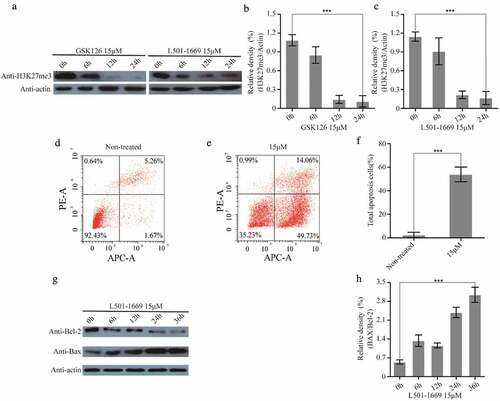 Figure 8. L501-1669 inhibited EZH2 methyltransferase activity and induced apoptosis. (a) H3K27me3 expression after different time points of GSK126 and L501-1669 treatment. (b, c) Relative density in a. The values were normalized against the non-treated sample. Error bars represent the SDs (n = 3, *P < 0.05; **P < 0.01; ***P < 0.001). (d, e) Cell apoptosis of A704 after different treatments. (f) Quantification of d and e. The values were the percentage of apoptosis cells. Error bars represent the SDs (n = 3, *P < 0.05; **P < 0.01; ***P < 0.001). (g) Bcl-2 and Bax expression after L501-1669 treatment. (h) Relative density in g. The values were normalized against the non-treated sample. Error bars represent the SDs (n = 3, *P < 0.05; **P < 0.01; ***P < 0.001)