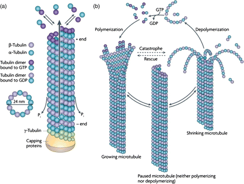 Figure 7. Assembly and dynamic instability of MTs. (a) In a GTP bound state, tubulin heterodimers polymerize into an oriented sheet of usually 13 PFs which eventually closes and forms a hollow tube. Upon polymerization, GTP hydrolysis occurs. (b) As soon as the free GTP-dimer concentration drops below a critical concentration, GDP-decorated dimers disassemble and the MT shrinks (catastrophe). This process can only be reversed by an increase of GTP-tubulin providing a capping layer (rescue) (Reprint from Conde et al. Citation63 with permission from Macmillan Publishers Ltd: Nature Reviews Neuroscience 10, 241, 2009).