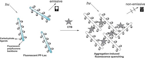 Scheme 2. Schematic representation of fluorescence ‘turn-off’ assay for CTB by PF-Lac.