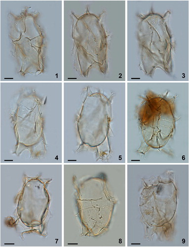 Plate 3. Bright-field photomicrographs of Spiniferites elongatus from Chukchi Sea. 1–3. Dorsal, optical section, and ventral view of a specimen with a high membrane between the two dorsal antapical processes. 4–5. Specimen illustrating the unequal development of the dorsal antapical processes. 6–9. Further illustration of the morphological variability of specimens in a single assemblage. Scale bars = 10 μm.