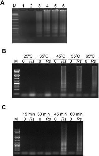 Fig. 3 Optimization of Mg2+ concentration (A), reaction temperature (B) and reaction duration (C) of LAMP assays for the detection of Rhizoctonia solani. (A) Lane M, 1Kb+ DNA ladder; Lane 1, Negative no template control; Lanes 2, 3, 4, 5 and 6 had 2, 3, 4, 5 and 6 mM final Mg2+ concentrations, respectively in a 25 µL LAMP reaction. (B and C) Lanes labelled ‘Rs’ contained 10 ng R. solani DNA mixed with 100 ng tomato DNA in a 25 µL reaction. Lanes labelled ‘0’ contained only 100 ng tomato DNA. LAMP reactions were run on 1.3% agarose gel and stained with ethidium bromide.