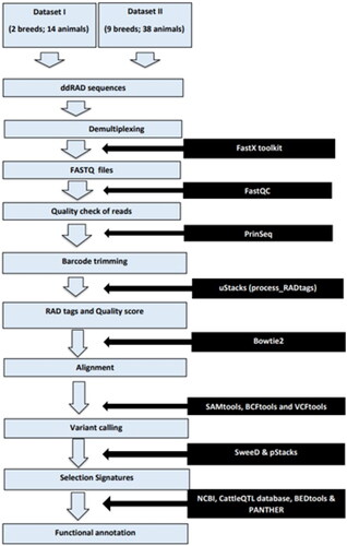 Figure 1. Workflow for identification and annotation of selective sweeps.