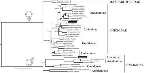 Figure 1. Phylogenetic BI tree of Unionida (freshwater mussels) estimated from 12 concatenated individual mitochondrial nucleotide gene sequences. The phylogenetic tree was inferred using MrBayes (version 3.2.1). The values for branch support are represented in the following order: (1) The Bayesian posterior probabilities for BI-DNA tree, (2) The Bayesian posterior probabilities for BI-AA tree, (3) ML bootstrap support values for ML-DNA, (4) ML bootstrap support values for ML-AA tree, (3), (4). Maximum supporting values (BI =1 and ML =100) are represented with ‘*’. The mitogenomes sequenced for this study are highlighted in the tree inside a box.