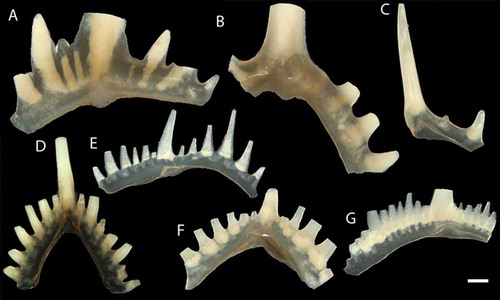 Figure 3. Conodonts from the Sundre Formation at Barshageudd 2 (G14-18OB). A. Erika divarica Murphy & Matti Citation1982. B. Ctenognathodus murchisoni Pander Citation1856. C. Ctenognathodus confluens Jeppsson Citation1972. D–E. Oulodus elegans (Walliser Citation1964). F. Oulodus excavatus (Branson & Mehl Citation1933). G. Wurmiella excavata (Branson & Mehl Citation1933). Scale bar equals 100 µm.