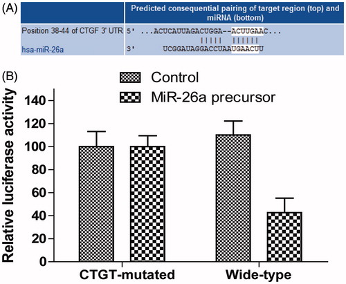 Figure 7. miR-26a directly targets the CTGF in HTFs fibrosis cell model. (A) Computer prediction of miR-26a-binding sites in the 3′-UTRs. (B) wild-type 3′-UTR-reporter or mutant constructs together with miR-26a precursor or controls. Data represented mean ± SD, P < .05.