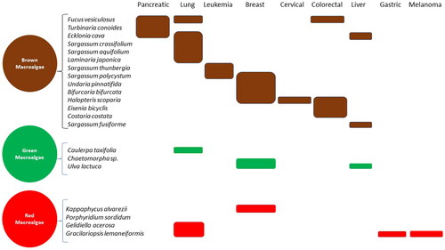 Figure 2. Brown, green, and red macroalgae species and targeted types of cancer.