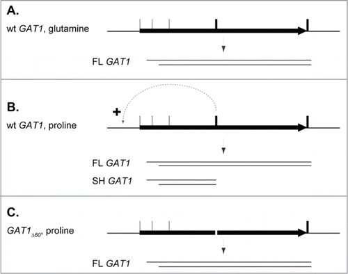 Figure 9. Tentative model depicting the possible mRNA production regulation by gene looping at the GAT1 locus. (A). In rich nitrogen conditions, wild type cells produce a wide variety of mRNAs differing in their 5′ and 3′ ends, but the major species is a full length RNA (FL GAT1) spanning from the 2nd in phase ATGMet codon (ATGM40) to the 1st Stop codon. (B). In nitrogen derepressing conditions, the production of the full length GAT1 mRNA is unchanged, although DNA-bound GATA factors activate the expression from the GAT1 promoter. Premature transcription termination occurs to generate the most abundant mRNA species, SH GAT1, and the transcription machinery is recycled at the GAT1 promoter, as indicated by the dotted arrow. (C). In proline-grown GAT1Δ60 cells, no termination and no recycling occurs, resulting in the absence of SH GAT1. FL GAT1 production remains unchanged.