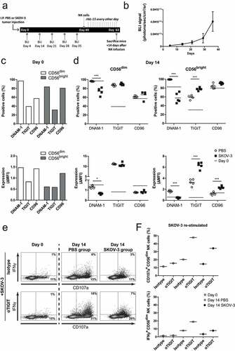 Figure 3. SKOV-3 tumor-bearing mice have significantly reduced DNAM-1 expression in CD56dim and CD56bright NK cells. (a) Schematic overview of the mouse experiment. (b) Bioluminescence imaging (BLI) signal of the SKOV-3 tumor-bearing mice over time (n = 5). (c) Expression of DNAM-1, TIGIT and CD96 on CD56dim (left) and CD56bright (right) NK cells by flow cytometric measurement on day 0. The top graphs depict percentage positive cells and the bottom graphs depict ΔMFI. (d) Expression of DNAM-1, TIGIT and CD96 on intraperitoneal NK cells harvested 14 days after adoptive transfer in SKOV-3 tumor-bearing NSG mice and control mice. Day 0 data is represented by dotted lines as a reference. The top graphs depict percentage positive cells and the bottom graphs depict ΔMFI. Cumulative data are shown (lines indicate mean, n = 5 per group). A One-Way ANOVA with Bonferroni correction was used for statistical analysis, * p < .05 and *** p < .001. (e) Representative plots are shown of CD107a and IFNγ expression by CD56dim NK cells after 4 h co-culture with SKOV-3 target cells, low dose rhIL-15 and TIGIT blockade or matching isotype control. (f) The percentage of CD107a and IFNγ expressing CD56dim NK cells are shown on day 0 and day 14. Day 14 results are pooled NK cells from 5 different mice from either tumor-bearing or control mice