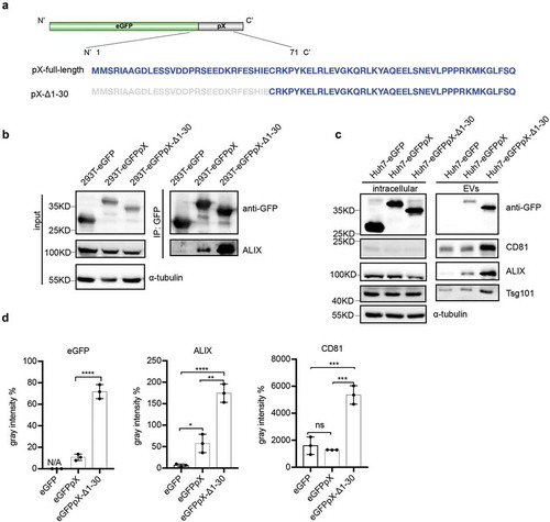 Figure 5. The C-terminal 41 aa of pX determines its interaction with ALIX and exosome-mediated release. (a) Schematic representation of the recombinant eGFPpX-Δ1-30 protein. Δ indicates a truncation. Numbers represent the positions of amino acids. (b) Co-IP assays in 293T cells to confirm the interaction between ALIX and pX or the pX mutant. Anti-GFP nanobody agarose beads were used for co-IP as described above. (c) Western blot analysis of EVs released from the indicated cells. EVs were pelleted by ultracentrifugation at 100,000 ×g as described in the Methods section. (d) Relative quantification of the proteins in EVs. The levels of proteins in the western blot shown in (c) were estimated from three independent replicates by their grey intensity using Fiji. Percentages were calculated by dividing by the corresponding intracellular protein level. Data represent the mean of three independent assays.