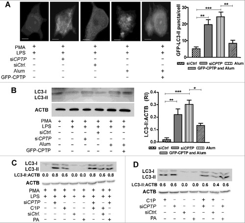 Figure 9. CPTP depletion or exogenous C1P treatment induces autophagy in THP1 and A549 cells. (A) Fluorescence microscopy showing LC3 puncta in THP-1 cells (differentiated and primed) expressing GFP-LC3. Sample lysates activated with alum (300 mg/ml for 3 h) or cotransfected with siCPTP show significantly increased LC3-II puncta compared to cells transfected with scrambled-siCPTP (control). GFP-WT-CPTP overexpression mitigates the alum-induced autophagy in THP-1 cells. Bars: 10 µm. For quantification (adjacent bar graphs), 15 cells were analyzed per group in 3 independent experiments. Values are means ± s.e.m of 3 independent experiments. (B) Western immunoblot analyses of LC3-II levels in THP-1 cells (differentiated and primed) treated with siCPTP, activated with alum, or overexpressing CPTP. Levels of LC3-II quantified relative to ACTB (loading control) are shown in the adjacent bar graph. *P < 0.05, **P < 0.01, ***P < 0.001 Student t test. (C) and (D) Western immunoblot analyses of LC3-II levels in THP-1 cells (C) or A549 cells (D) treated with exogenous C1P or PA (1 μM) as described in Materials and methods and transfected with siCPTP or siCtrl. THP-1 cells were PMA-differentiated and LPS-primed prior to treatments.