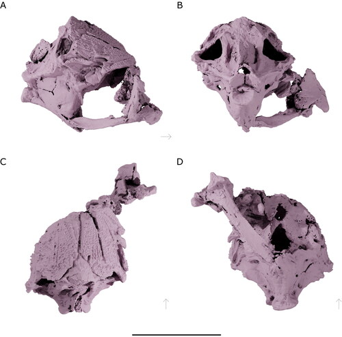 Figure 6. Neurocranium of †Iridopristis parrisi. Holotype (NJSM GP12145), Hornerstown Formation, early Paleocene (Danian), New Jersey, USA. Rendered µCT model in A, right lateral, B, posterior, C, dorsal and D, ventral views. Arrows indicate anatomical anterior. Scale bar represents 5 cm.