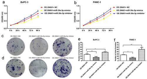 Figure 7. SNAI1 participated in miR-30e-5p-mediated cell proliferation. (A, B) Cell viability of BxPC-3 and PANC-1cells in each group after infected with OE-SNAI1 lentivirus and co-transfected with miR-30e-5p. (C-F) Number of clone formation of BxPC-3 and PANC-1cells in each group after infected with OE-SNAI1 lentivirus and co-transfected with miR-30e-5p. ***p < 0.001; **p < 0.01; *p < 0.05. Magnification: 100X. Abbreviations: OE: Over Expressed.