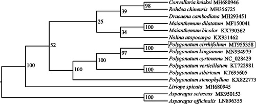 Figure 1. Phylogenetic tree construction using maximum likelihood (ML) based on 78 protein-coding genes from the chloroplast genomes of 15 Asphodelaceae species. The bootstrap support values were shown at the branches.