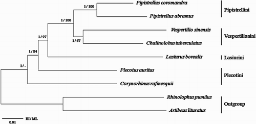 Figure 3. Higher phylogeny of the subfamily Vespertilioninae. The phylogenetic relationships among the four tribes (Pipistrellini, Vespertilionini, Lasiurini, and Plecotini) were inferred from concatenated nucleotide dataset of 13 mitochondrial PCGs, 2 rRNA genes, and 22 tRNA genes using Bayesian (BI) analysis and maximum likelihood (ML) method. Numbers on the nodes represent BI posterior probability/ML bootstrap value, respectively.