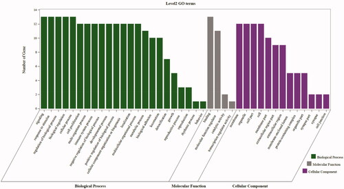 Figure 7. The second level GO functional enrichment analysis statistics of core targets. The vertical axis represents the number of gene, the horizontal axis represents the level 2 GO terms, the green bars represent biological process, the gray bars represent molecular function, the purple bars represent cellular component.