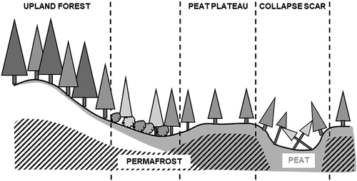 Figure 2. Sample site layout encompassing upland forest, peat plateau, and collapse scar environments along a topographic gradient. Soils and active layer depths vary along this gradient, with a transition from mineral (white) soils in the upland to organic (gray) soils in the peat plateau and collapse scar. The shallowest active layer depths are found in the peat plateaux, with permafrost (hatched) absent from collapse scars and may or may not be present at depth in upland forests. Figure has been adapted from Errington, Bhatti, and Li (Citation2018).