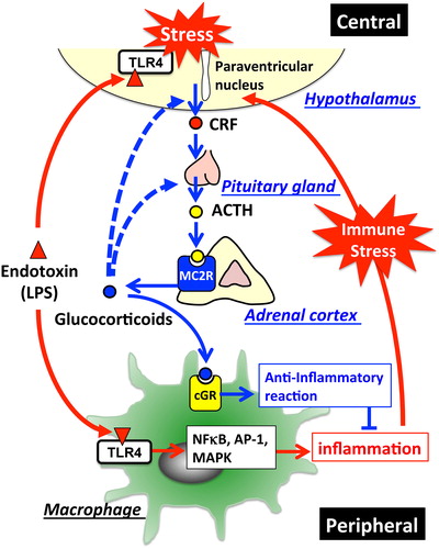 Figure 2. HPA-axis in response to LPS and cross-talk between the brain and immune system: The major part of the HPA-axis system is constituted by the hypothalamus, the pituitary gland, and the adrenal glands. When exposed to stressors, secretion of corticotropin-releasing factor (CRF) into hypophysial portal vessels stimulates the anterior pituitary gland thereby releasing adrenocorticotropic hormone (ACTH) into the circulation. Circulating ACTH binds to the type-2 melanocortin receptor (MC2R) in the adrenal cortex, where it stimulates glucocorticoid release. Elevated glucocorticoids in the circulation inhibit further activation of the HPA-axis through glucocorticoid receptor-mediated mechanisms in the brain so as to maintain homeostasis. Invading pathogens enhance glucocorticoid release that modulates the systemic immune response. TLR4-stimulated immune cells in response to LPS release excessive amounts of cytokines into the circulation, thereby stimulating the HPA-axis. In addition, LPS directly affects activation of the HPA-axis via the TLR4 signaling pathway exhibited in both the resident immune cells and neurons in the brain. Blue lines represent the HPA-axis to maintain homeostasis; blue dotted lines represent suppression of glucocorticoid release by negative feedback loops; red lines represent stimulation of the HPA-axis in response to LPS.