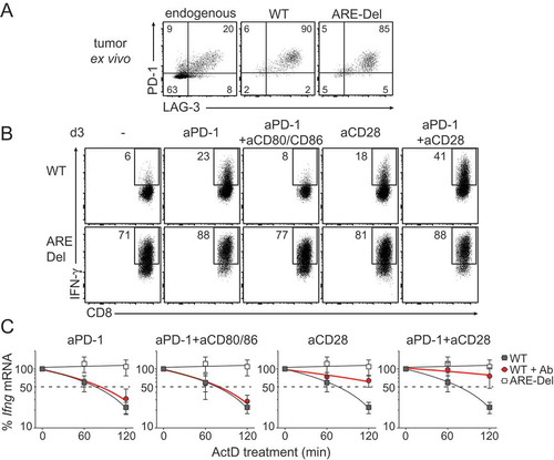 Figure 7. CD28 triggering restores Ifng mRNA stability of WT TILs. (A) Representative dot plot of PD-1 and Lag-3 expression of endogenous CD8+ TILs, WT and ARE-Del OT-I TILs analyzed directly ex vivo 14 days after T cell transfer in B16-OVA tumor bearing mice. For pooled data see Fig S2B. (B-C) WT and ARE-Del OT-I T cells were co-cultured in vitro with B16-OVA cells as described above for 3 days. When indicated, T cells were daily treated with 10 μg/ml anti-PD1 blocking antibody, with 10 μg/ml anti-CD28 antibody, with 10 μg/ml anti-CD80 and 10 μg/ml anti-CD86 blocking antibodies, or a combination thereof. (B) IFN-γ protein production was assessed by flow cytometry upon addition of BrfA during the last hour of culture. For pooled data see Fig S2C. (C) Ifng mRNA decay was measured by adding 1 μg/ml ActD for indicated time points (n = 5). Representative dot plots (B) or data pooled ± SD (C) from 4 independently performed experiments.