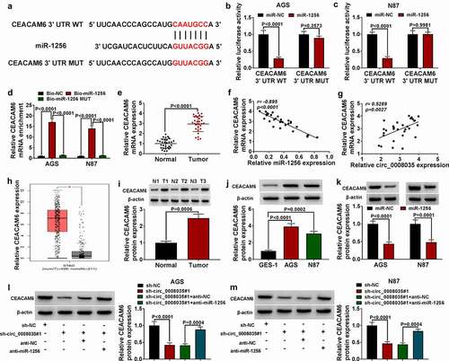 Figure 5. CEACAM6 was the direct target of miR-1256. (a) The complementary sequences between miR-1256 and CEACAM6 were shown. (b, c) Dual-luciferase reporter assay was performed to confirm the association between miR-1256 and CEACAM6. (d) RNA pull down was performed to measure the interaction between CEACAM6 and miR-1256. (e) QRT-PCR was used to detect the expression of CEACAM6 in GC tissues (n = 30). (f, g) Pearson’s correlation analysis. (h) The expression of CEACAM6 detected by qRT-PCR in GEPIA database. (i, j) Western blot was performed to measure the protein expression of CEACAM6 in GC tissues (n = 3) and cells. (k-m) Western blot was used to detect the protein expression of CEACAM6.